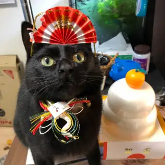 御鏡なりすましすぎるネコ　　H. manamiさん