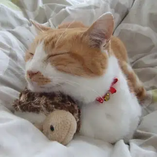 眠たすぎるネコ　　sirasuさん
