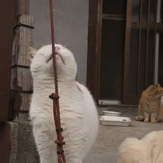 顔面をこすりすぎるネコ　　OKAKAさん