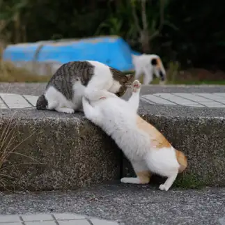 大胆すぎるネコ　　mittsuさん