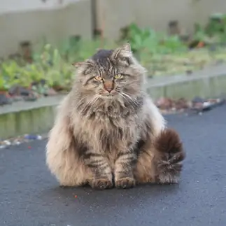 おかかのおにぎりすぎるネコ　　おいにゃんさん