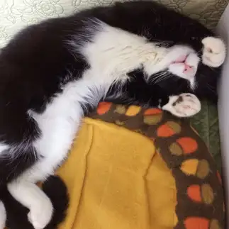 はみ出しすぎるネコ　　tachiさん