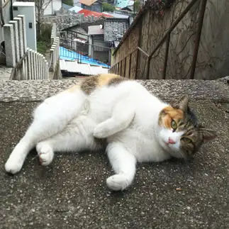 遊んでって訴えしすぎるネコ　　t.takaharuさん