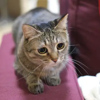 困りすぎるネコ　　ゆずなつさん