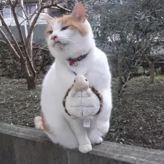 得意げすぎるネコ　　sirasuさん
