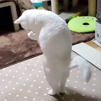 モジモジしすぎるネコ　　yamawaiisoraさん