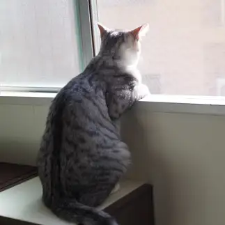 車窓を眺めるこどもすぎるネコ　　ebitorakageさん