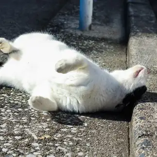 頭がかゆすぎるネコ　　にきゃうぇいさん