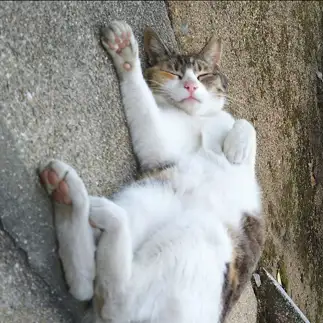 寝てまで招き猫の真似しすぎるネコ　　t.takaharuさん