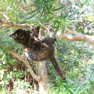 ナマケモノすぎるネコ　　tzkrsatoruさん