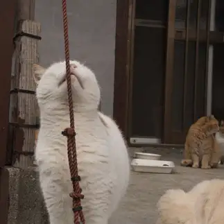 ゴシゴシしすぎるネコ　　OKAKAさん