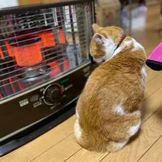 ストーブに近すぎるネコ　　あーこさん