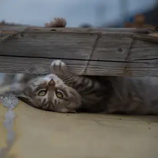 逆さますぎるネコ　　karukan_catさん