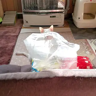 前後不覚編の真似すぎるネコ　　yamawaiisoraさん