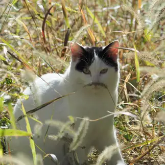 鼻ひげが似合いすぎるネコ　　黒猫カレンさん