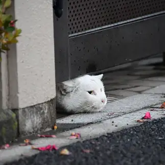 ちょこっとすぎるネコ　　masukiyoさん