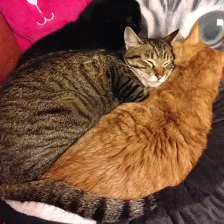 猫団子すぎるネコ　　chat noirさん