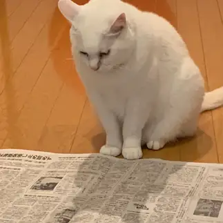 勤勉すぎるネコ　　執行伸さん