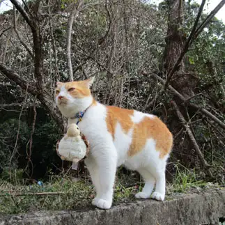 初めてのおつかいすぎるネコ　　sirasuさん