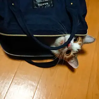 一緒に旅行に行きたがりすぎるネコ　　黒猫カレンさん