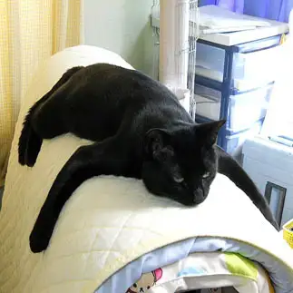 折り畳みベッドで、だらけすぎるネコ　　黒猫ＣＯＯさん