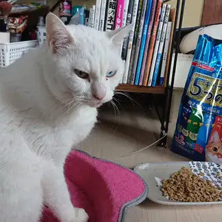 食事に厳しすぎるネコ　　OKAKAさん