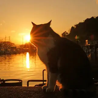 夕日が目に染みすぎるネコ　　Tetsuyaさん