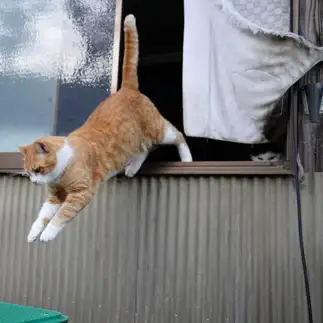 心霊写真すぎるネコ　　mittsuさん