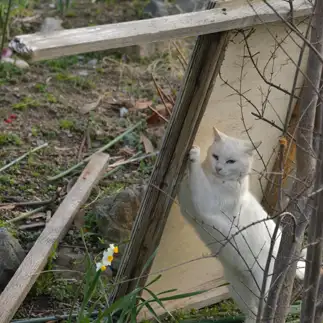 大工職人すぎるネコ　　ままめろんさん