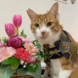 春のお花にウットリすぎるネコ　　とらちゃんママさん