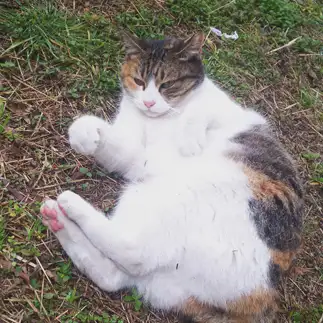 可愛い猫力士すぎるネコ　　t.takaharuさん