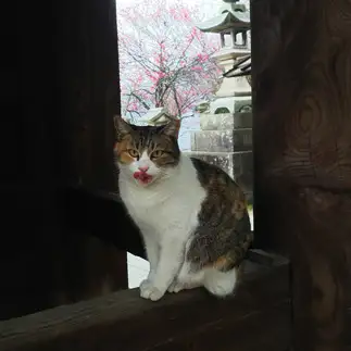 額縁から、はみ出しすぎるネコ　　t.takaharuさん