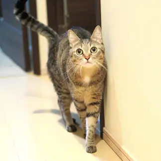 モデルすぎるネコ　　ゆずなつさん