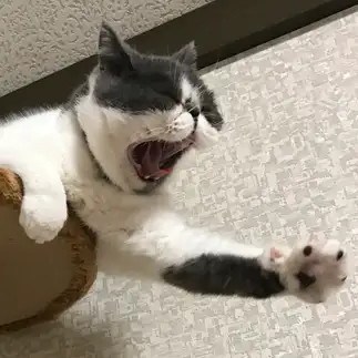 ちょっと待ったぁ！それ俺のイワシ！！すぎるネコ　　ちえさん
