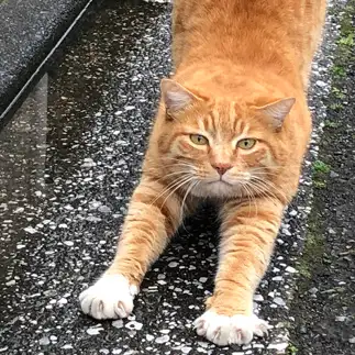 潰れすぎるネコ　　かふーさん