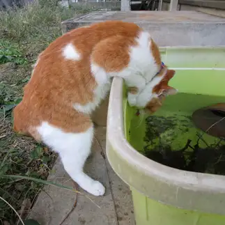 根性で水を飲む事に成功しすぎるネコ　　sirasuさん
