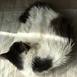 ちゃっかりすぎるネコ　　ちありーさん