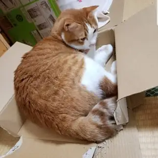 解体しすぎるネコ　　fateさん