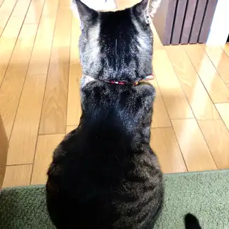 胸騒ぎの腰付きすぎるネコ　　鈴木カオルさん