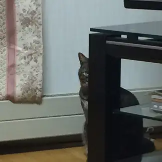 家政婦のミタすぎるネコ　　鈴木カオルさん