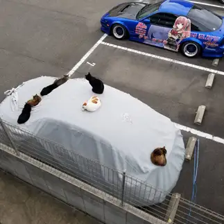 この車が居心地良すぎるネコ　　youkoさん