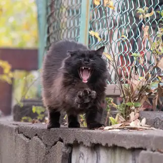 アイアンマンすぎるネコ　　サトウヒロキさん