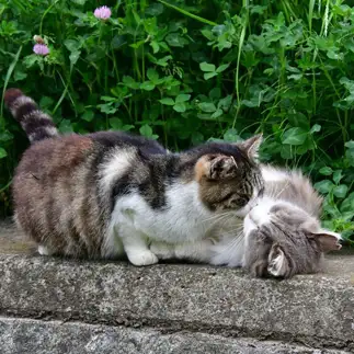 熱すぎるネコ　　masukiyoさん