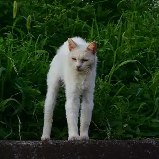 伸びすぎるネコ　　masukiyoさん