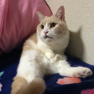 無防備すぎるネコ　　なあさん