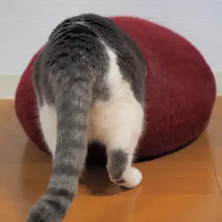 頭隠して尻隠さなさすぎるネコ　　とむさん