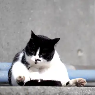 おにぎりすぎるネコ　　とむさん