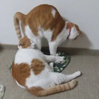 屁をかましてるように見えすぎるネコ　　sirasuさん