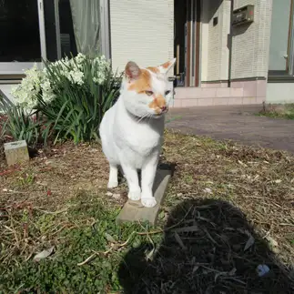 花に興味が無さすぎるネコ　　sirasuさん