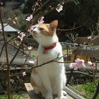 花に興味がありすぎるネコ　　sirasuさん
